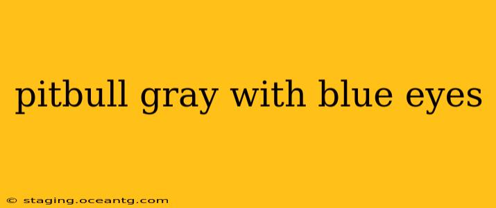 pitbull gray with blue eyes