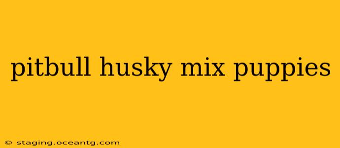 pitbull husky mix puppies