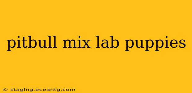 pitbull mix lab puppies