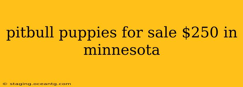 pitbull puppies for sale $250 in minnesota