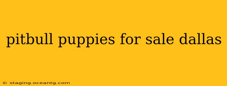 pitbull puppies for sale dallas
