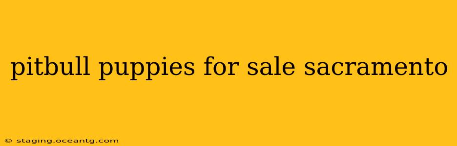 pitbull puppies for sale sacramento