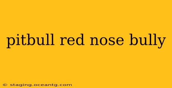 pitbull red nose bully
