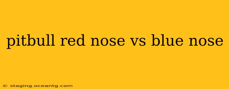pitbull red nose vs blue nose