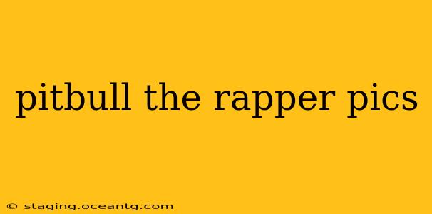 pitbull the rapper pics