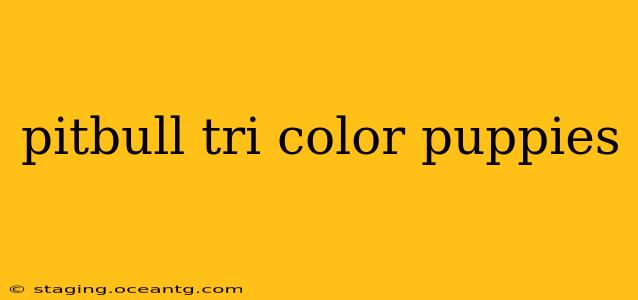 pitbull tri color puppies