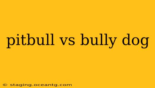 pitbull vs bully dog
