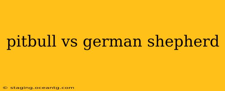 pitbull vs german shepherd