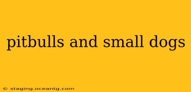 pitbulls and small dogs