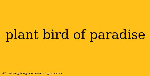 plant bird of paradise