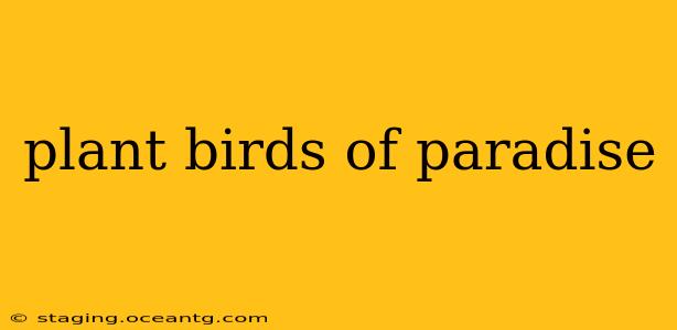 plant birds of paradise