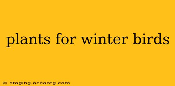 plants for winter birds