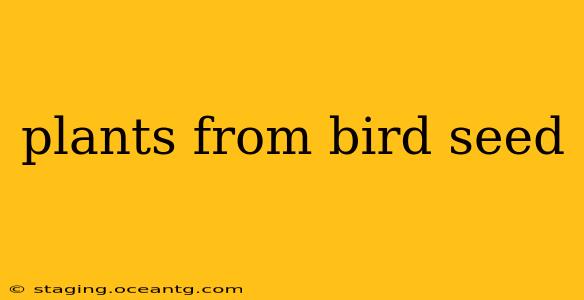 plants from bird seed
