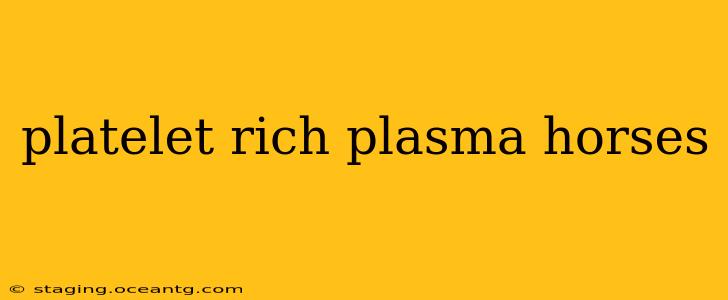 platelet rich plasma horses
