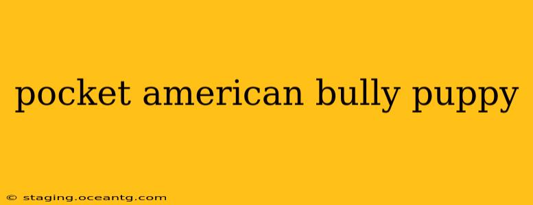 pocket american bully puppy