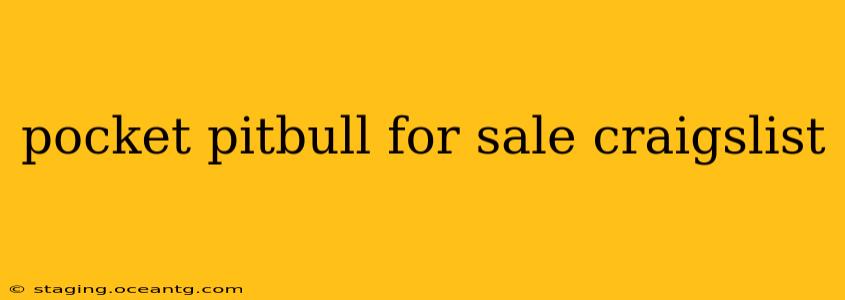 pocket pitbull for sale craigslist
