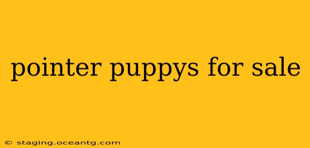 pointer puppys for sale