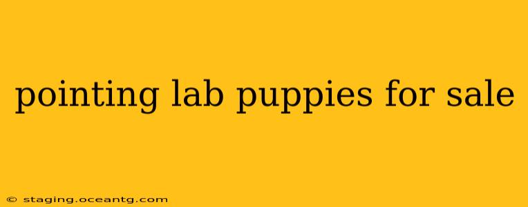 pointing lab puppies for sale