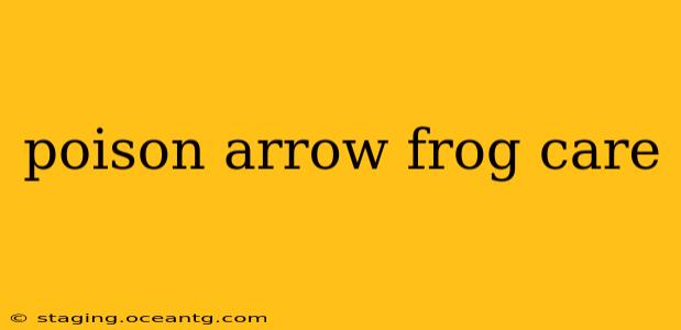 poison arrow frog care