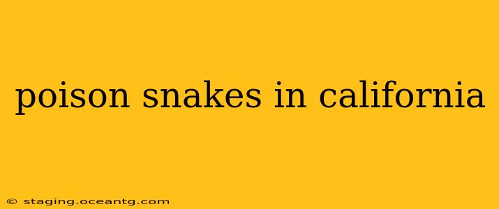 poison snakes in california