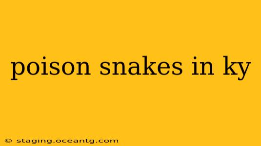 poison snakes in ky
