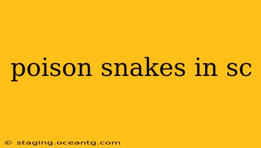 poison snakes in sc