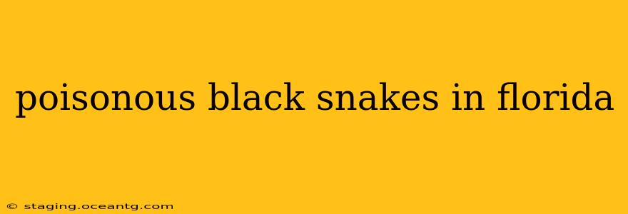poisonous black snakes in florida