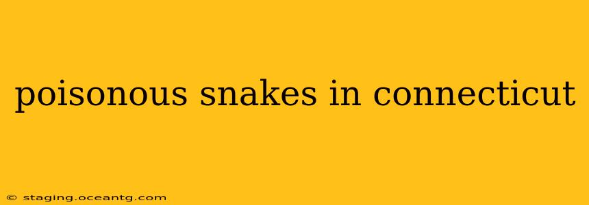 poisonous snakes in connecticut