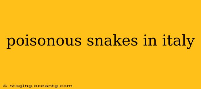 poisonous snakes in italy