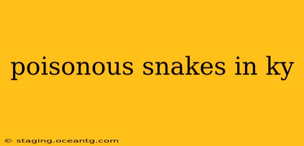 poisonous snakes in ky