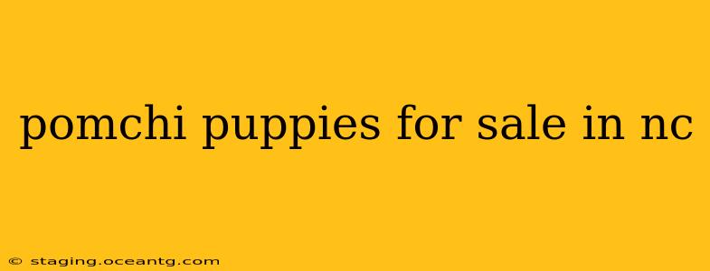 pomchi puppies for sale in nc