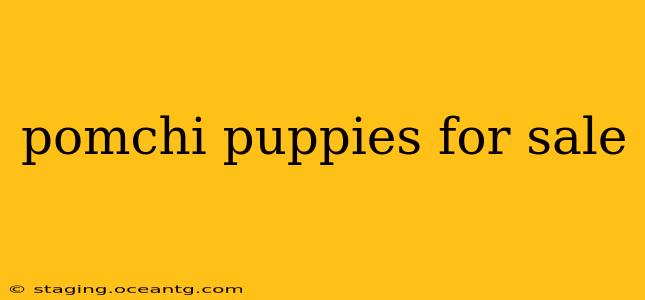pomchi puppies for sale