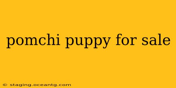 pomchi puppy for sale