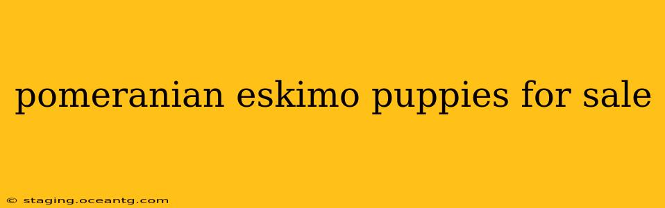 pomeranian eskimo puppies for sale