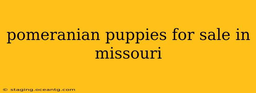 pomeranian puppies for sale in missouri