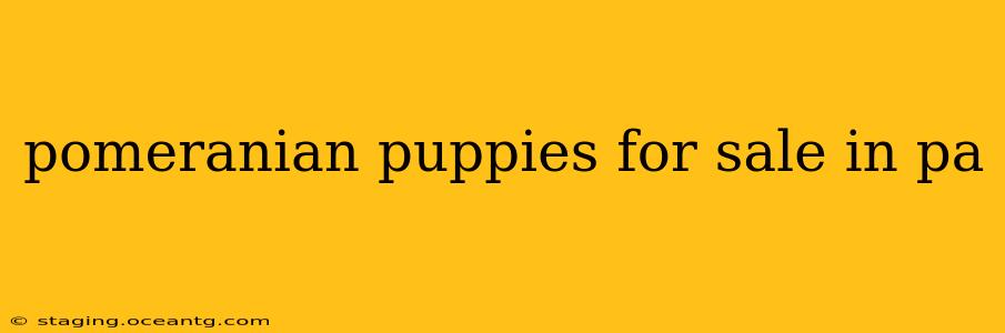 pomeranian puppies for sale in pa