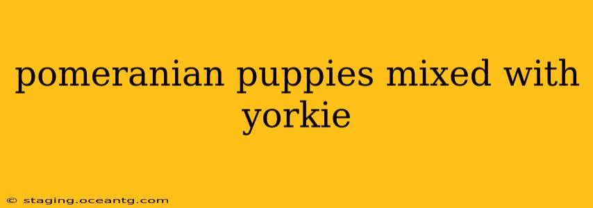 pomeranian puppies mixed with yorkie