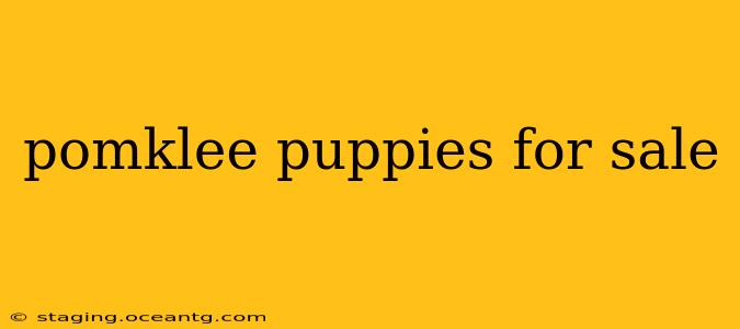 pomklee puppies for sale