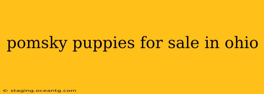 pomsky puppies for sale in ohio