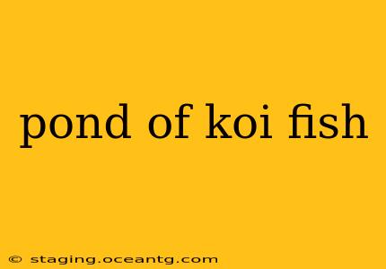 pond of koi fish