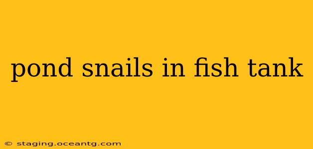pond snails in fish tank