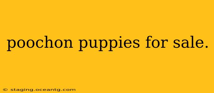 poochon puppies for sale.