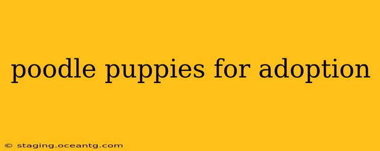 poodle puppies for adoption