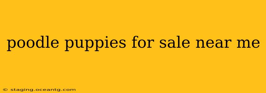 poodle puppies for sale near me