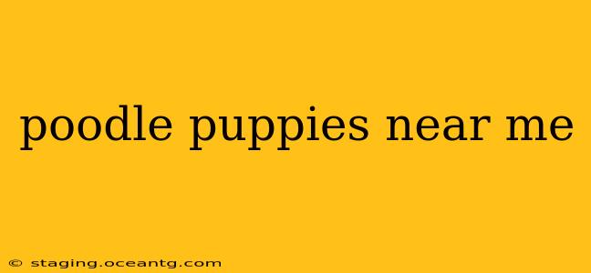 poodle puppies near me