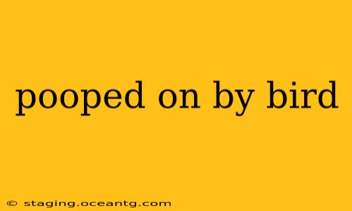 pooped on by bird