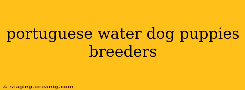 portuguese water dog puppies breeders