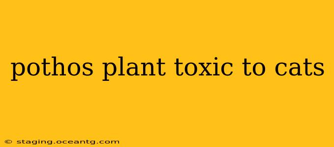 pothos plant toxic to cats
