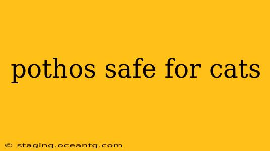 pothos safe for cats