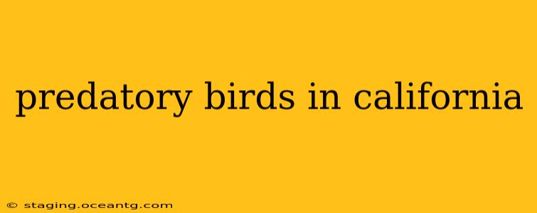 predatory birds in california